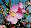 Picture Title - Fresh Blooms