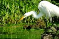 Picture Title - Great Egret @ Central Park