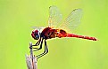 Picture Title - Dragon Fly..5