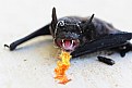 Picture Title - South Texas Fire Bat