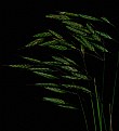 Picture Title - Grass