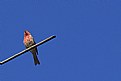 Picture Title - "Purple Finch"