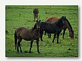 Picture Title - Horses