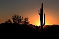 Picture Title - Saguaro Sunset