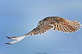 Picture Title - East-Siberian hawk In Attack 