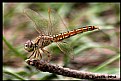 Picture Title - Dragon Fly-2