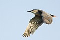 Picture Title -   Black Crowned Night Heron... 