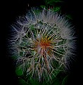 Picture Title - seed head