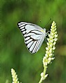 Picture Title - Black & White Butterfly