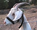 Picture Title - Goat Head