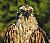 Osprey on the fence