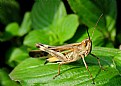 Picture Title - The Grasshopper