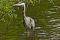 Picture Title - Heron