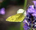 Picture Title - Butterfly on lavender