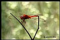 Picture Title - Dragon Fly-3