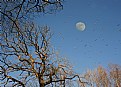 Picture Title - The moon and the birds