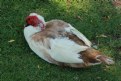 Picture Title - "Muscovy Duck"