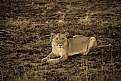 Picture Title - Lioness