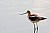 An American Avocet