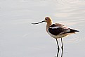 Picture Title - An American Avocet