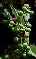 Picture Title - young grapes