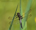 Picture Title - Resting Skimmer Dragonfly