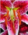 Picture Title - Colorful lily
