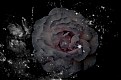 Picture Title - Space Rose
