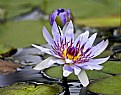 Picture Title - Purple Lily 