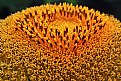 Picture Title - Floral Macro