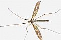 Picture Title - Crane fly