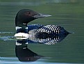 Picture Title - Canadian Icon (Common Loon)