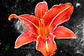 Picture Title - Galactic Lily