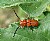 Milkweed Beetle