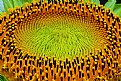 Picture Title - Sunflower Center