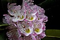 Picture Title - wild rhododendron