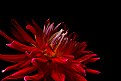 Picture Title - red dahlia
