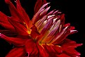 red dahlia 3