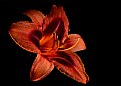 Picture Title - peachy daylily