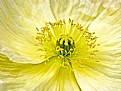 Picture Title - Yellow Poppy