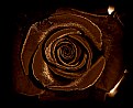 Picture Title - chocolate rose