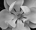 Picture Title - Southern Magnolia