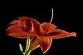 Picture Title - peachy daylily 2