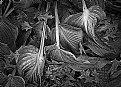 Picture Title - Wilted Hosta and Oak Leaves