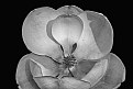 Picture Title - Southern Magnolia #3