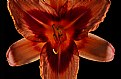 Picture Title - peachy daylily -last