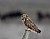 Short Eared Owl