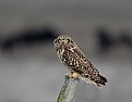 Picture Title - Short Eared Owl