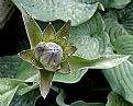 Picture Title - Hosta Bud