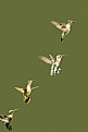 Picture Title - Humming Bird Collection